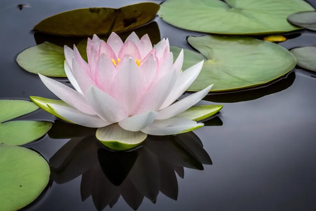 Soothing Oasis Massage — Massage spa in Plantation