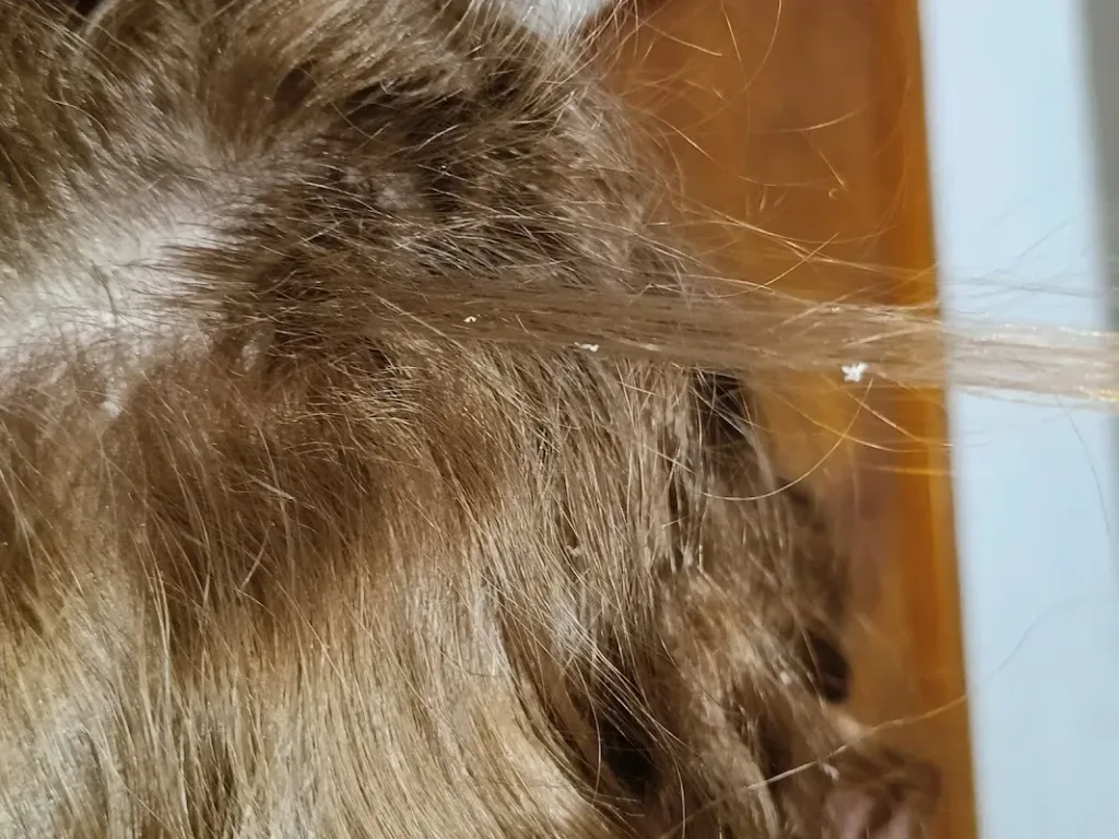 HOLIDAY HAIR — Hair salon in Pittston